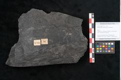 Foto (Objekt + Etikett) von Noeggerathia palmaeformis Goeppert (NHMW-GEO-2024-0188-10738)